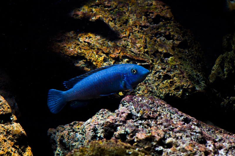 Labeotropheus trewavasae 'Mitande Reef (Rocks)'